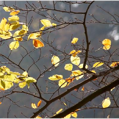 Leaf-Light.jpg